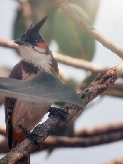 Lalith - Wildlife & Nature Photography Bird Portraits: Up Close & Personal photo 29
