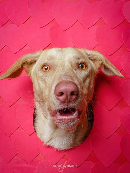 Rohit - Seasonal Mini-Sessions Easter, Valentine's & Holiday Fun photo 4