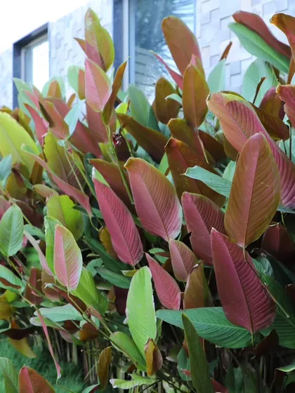 A close-up of the Cigar Plant foliage, showing the rich color and texture of the leaves. This is a hardy and architectural plant for tropical gardens.
