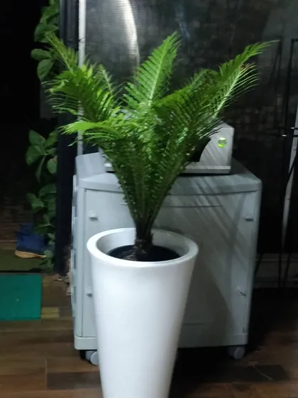 This Sago Palm (Cycad) in a tall, modern white planter makes a strong architectural statement. It's a hardy choice that adds a touch of tropical texture to a space, whether indoors or on a covered patio.