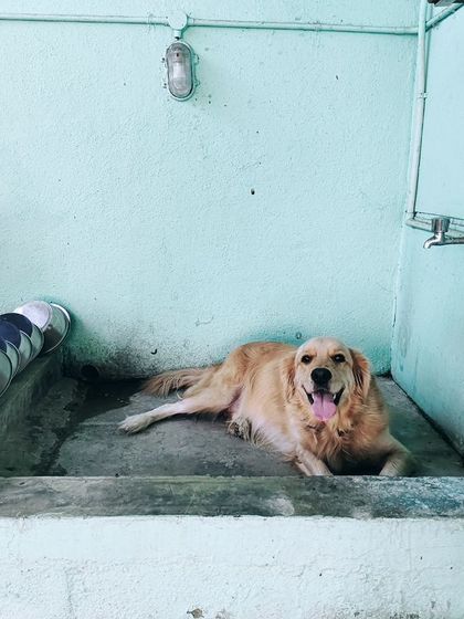 If you eat and don't pay up, you wash dishes like Tokyo did. He found a funny spot to cool off.