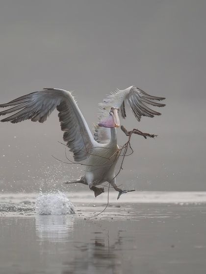 An action shot of a pelican with nesting material, a chaotic but beautiful moment to capture.