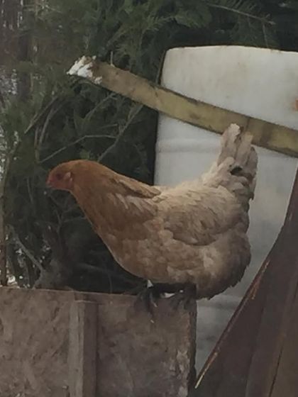 A chicken investigating the Christmas trees we picked up for composting. Nothing goes to waste here, and the chickens are always curious about new additions.