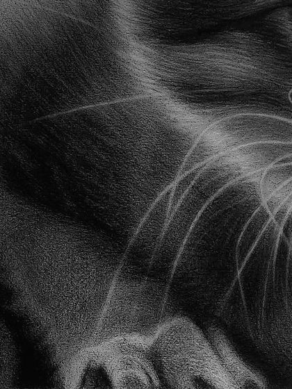 A detailed view of the kitten's paw and whiskers, demonstrating my attention to the smallest features.