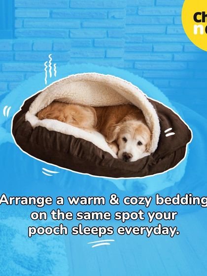 A warm and cozy bed is key to managing your pet's comfort in winter. I have options like this plush cave bed that provides a perfect spot for your doggo to snuggle in.