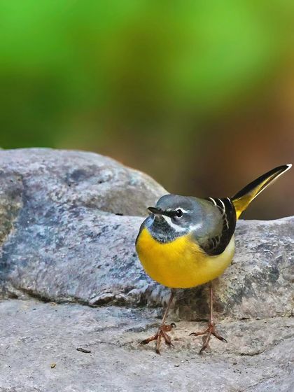 A Gray Wagtail stands on a rock, its bright yellow underparts a splash of color against the neutral stone. The clean green background makes the bird pop.