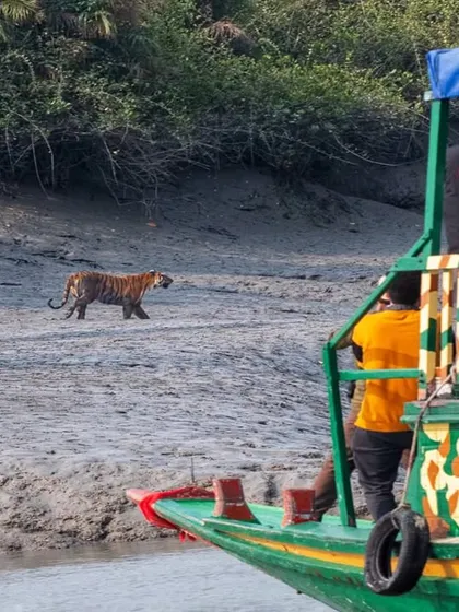 This photograph captures the reality of eco-tourism in the Sundarbans, with tourists observing a tiger from a boat. It highlights the fine balance between promoting tourism for conservation funding and ensuring the animals are not disturbed.