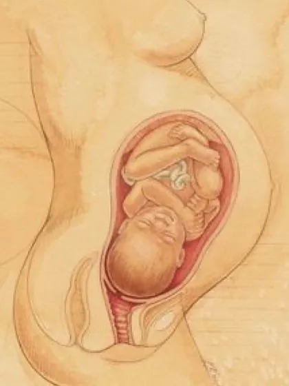 Your body performs a miracle during pregnancy, and it needs time to heal. This illustration shows how the uterus grows, and understanding this anatomy helps explain why profound rest is essential for postpartum recovery. My postnatal guidance focuses on gentle healing for your body.