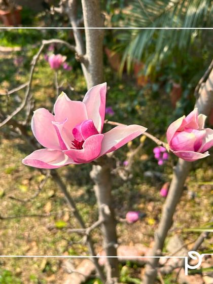 Our Native Plant Showcase photo 22