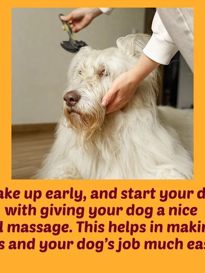 Tail It Easy - Mobile Pet Grooming Pet Parent Pro-Tips photo 6