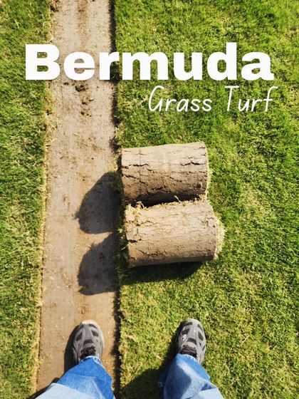 Delhi Gardner - Wholesale Plant & Turf Supply Natural Grass Turf: From Our Farm to Your Project photo 59