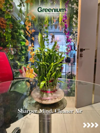 A lucky bamboo plant on a glass office desk serves as a reminder that plants provide a sharper mind and cleaner air. They are both decorative and functional additions to any workspace.