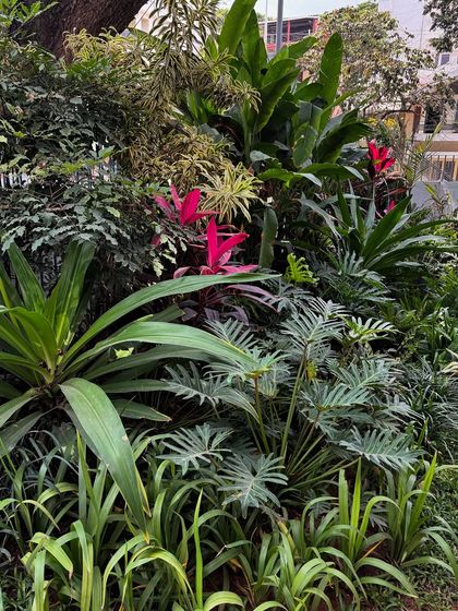 Sora Garden Design - Landscape & Garden Design A Painter's Palette: Plant Close-ups photo 7