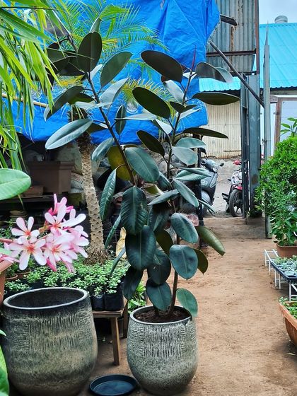 Large Statement Plants for Outdoors & Indoors photo 19