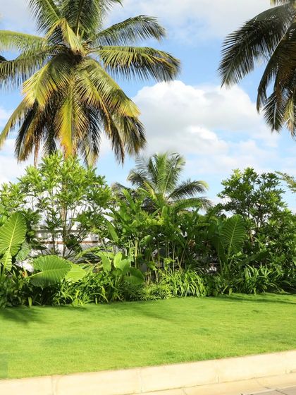 The edge of a large lawn meeting a border of lush plants and palm trees. A clean, defined edge is a key part of professional lawn care and landscape maintenance.