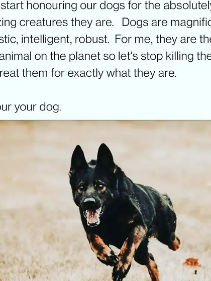Let's start honouring our dogs for the absolutely amazing creatures they are. They are magnificent, majestic, and intelligent. Let's stop killing them with kindness and treat them for exactly what they are. Honour your dog.