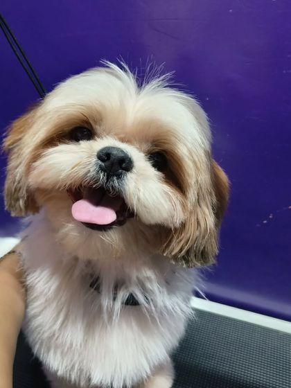 Bengaluru Pet Company - Pet Grooming Our Happy Clients photo 79