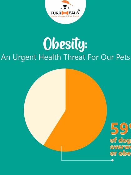 Did you know that helping your dog get lean can add 2.5 years to their life? This series highlights the top 10 health issues linked to obesity and explains how my weight management plans take the guesswork out of feeding.