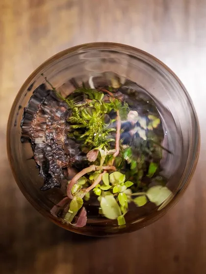 A top-down view of the "Life In A Dome" terrarium, showing the arrangement of plants and moss. These unique, handmade gifts are perfect for anyone who appreciates green decor.