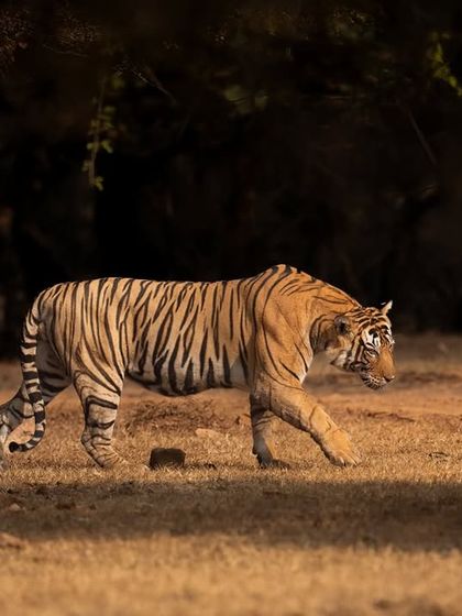 A tigress and her cub walk through the dramatic light and shadow of a Ranthambore forest. Capturing these fleeting moments of beautiful light is a key part of my photography mentorship.