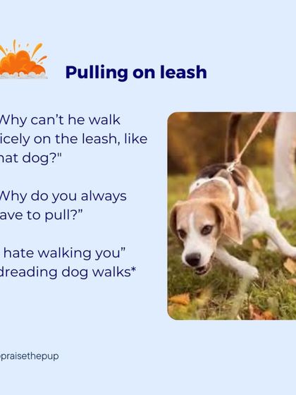A reactive thought: "Why can't he walk nicely on a leash like that other dog?" This mindset leads to frustration and dreading walks.