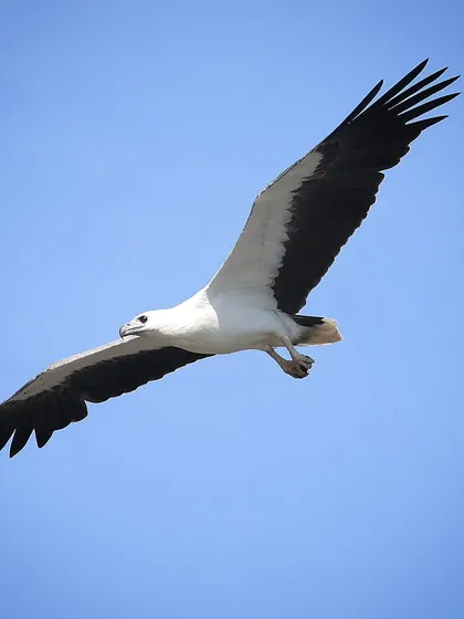There is nothing quite like the sight of a White-bellied Sea Eagle soaring against a clear blue sky. This magnificent raptor, a resident of coasts and waterways from India to Australia, is a master of the skies. Capturing its powerful flight is a challenge I always relish.