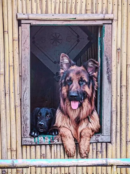 We are proud to be a pet-friendly event space. These two furry friends, a German Shepherd and a Labrador, are regular visitors, enjoying the view from one of our rustic bamboo structures.