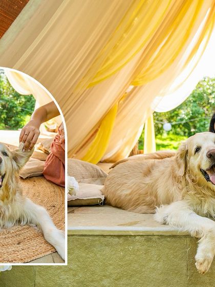 A collage of Zuko the senior Golden Retriever, happy and relaxed during his special photoshoot. These images were taken to celebrate his life amidst his cancer journey.