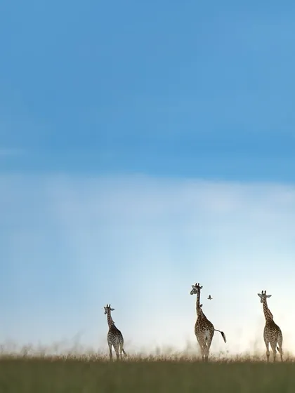 These images further celebrate the giants of Africa. From the gentle giants like giraffes and elephants to the striking patterns of zebras, each photo tells a story of life on a grand scale.