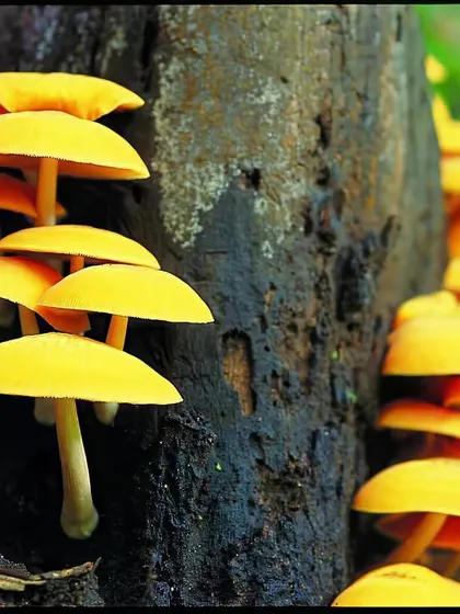 Bright yellow mushrooms sprout from a decaying tree stump. This is the time of year for these magical, mystical, mythical lifeforms that enrich the soil.