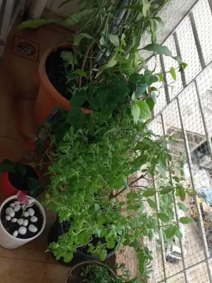 A view from above of a well-kept balcony garden, showing a mix of flowering and foliage plants in various pots.