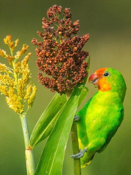 Avian Wonders: A World of Wings photo 16