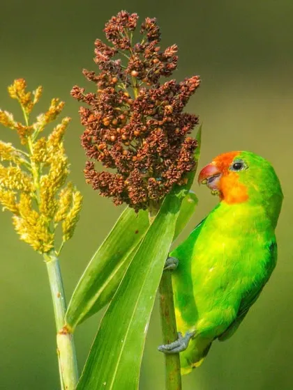 A Red-headed Lovebird feasts on millet in Uganda. This image is a simple reminder to appreciate healthy, natural foods, a message that applies to both wildlife and humans.