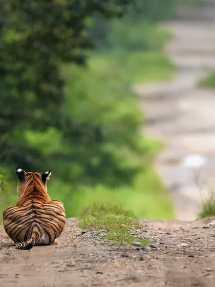 In memory of the famous Back Water Female of Kabini. These images show her in her prime, walking through her territory and resting on a path, a poignant look back at a legendary tigress.