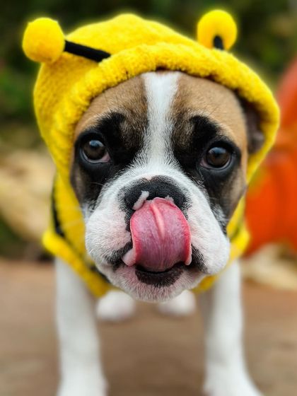 Tulsa Dog Trainer - Immersive Board & Train Programs Board & Train Graduates photo 139