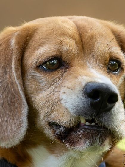 Govind Raj - Pet Photography Portraits of Every Paw-sonality photo 5