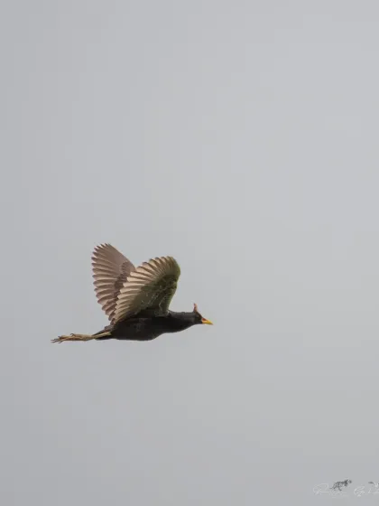 A male Watercock in flight, its dark body and distinctive yellow shield visible.