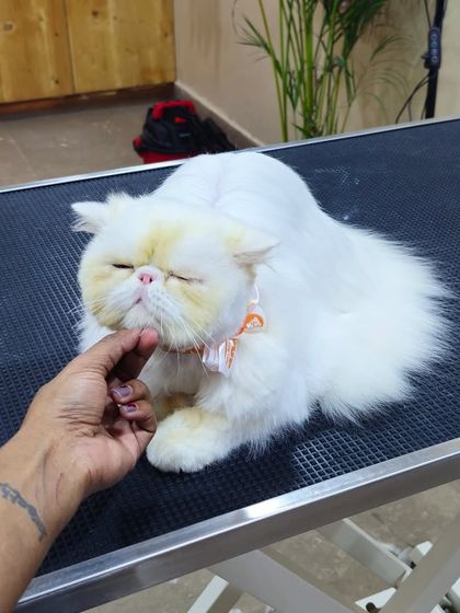 Mamppi Deb - Pet Grooming & Styling Feline Friends: Cat Grooming photo 8