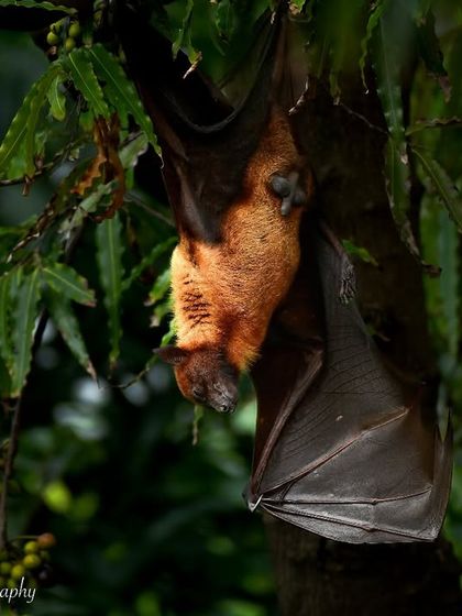 Creatures Great and Small photo 16