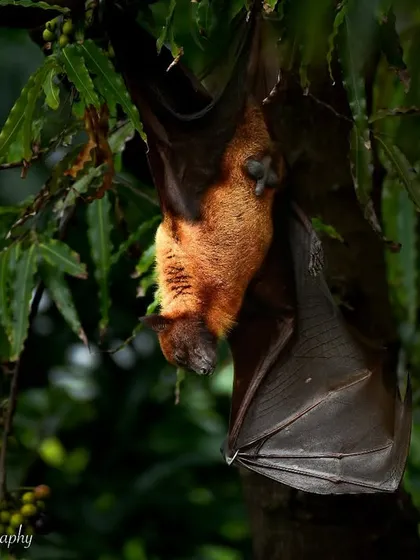 "How your email finds me on Sundays." An Indian Flying Fox trying to sleep, a humorous and relatable moment from the animal kingdom.