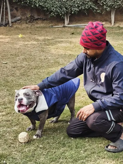 A moment of calm connection with an American Bully after a play session. It's important to show dogs affection when they are in a relaxed state to reinforce calm behavior.