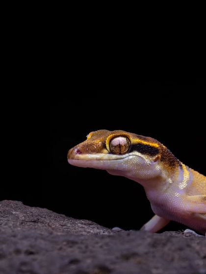 A Deccan Banded Gecko, or "cute little dragon," peeks over a rock in the Western Ghats. These nocturnal geckos are shy, so getting a few moments to photograph one is always a treat.