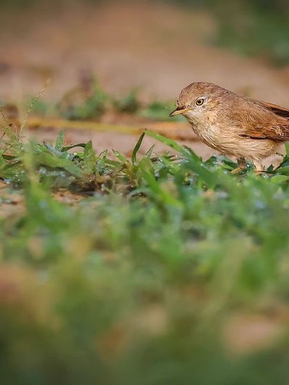 An Asian Desert Warbler, a lifer for our whole team and a first record for Gurgaon, discovered in one of the city's last remaining grasslands.