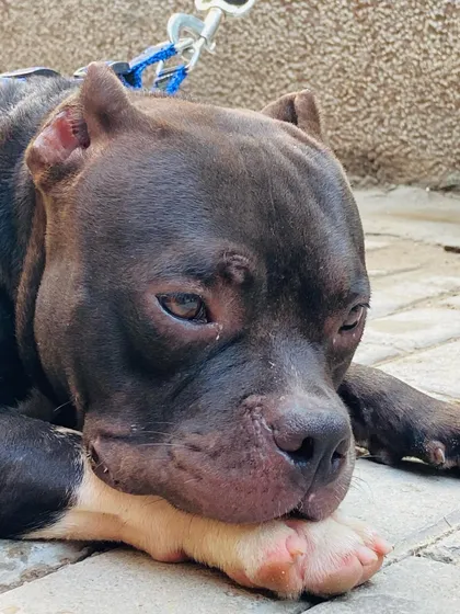 Another close-up of Sultan resting, with a calm and serene expression.