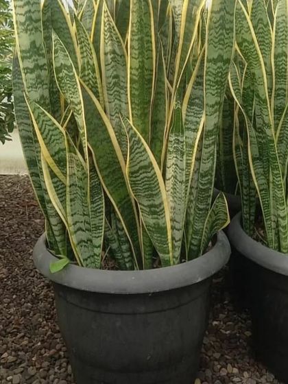 A large pot filled with tall, healthy Snake Plants. This is a great option for a floor planter in a living room or office lobby.