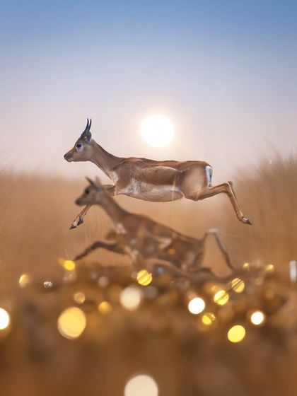 A female blackbuck leaping joyfully against the sun. The bokeh in the foreground and the warm light create a magical atmosphere. This image is about capturing the feeling of a sudden, electric burst of happiness.