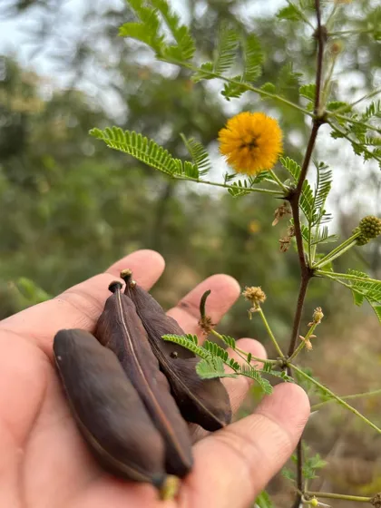 Foraging for seeds in nature. Here I am holding seed pods from a babul tree, an example of how I learn from and work with local ecosystems.