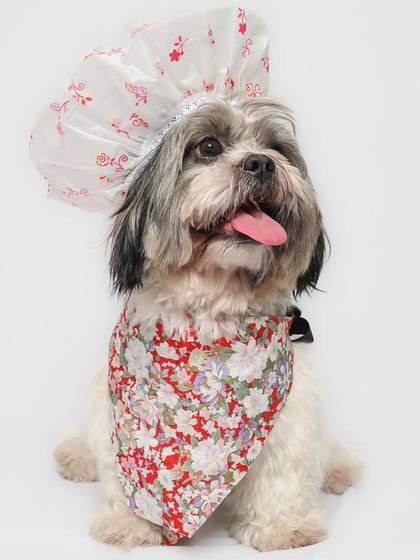 Tails of the City - Pet Supplies Our Pawsome Guests photo 14