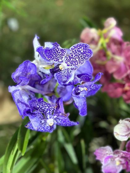 A unique spotted Vanda orchid, a perfect showy and stand-out gift for a Leo. Orchids are the center of attention, just like the zodiac sign they represent.