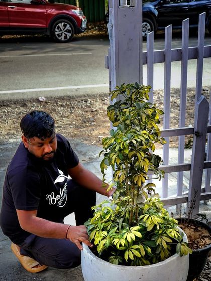 Here I am giving a Schefflera plant some much needed attention at a local cafe. I believe plant care is a hands on job that requires focus and a genuine love for what you do. Whether it's a home balcony or a commercial space, I bring the same level of dedication.